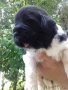 Превью фото № 242719