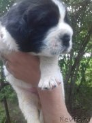 Превью фото № 242720