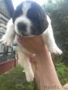 Превью фото № 242721