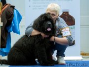 Превью фото № 242726