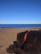 Превью фото № 242728