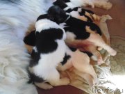 Превью фото № 242732