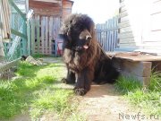 Превью фото № 242738