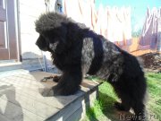 Превью фото № 242739