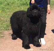 Превью фото № 242755