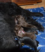 Превью фото № 242862