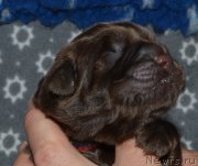 Превью фото № 242864