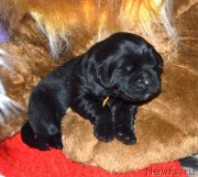 Превью фото № 242866