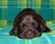 Превью фото № 242869