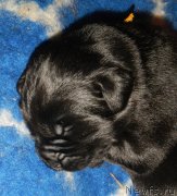 Превью фото № 242871