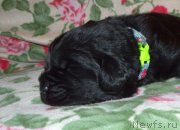 Превью фото № 242872