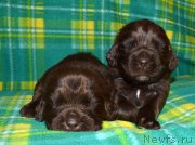 Превью фото № 242877