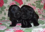 Превью фото № 242878