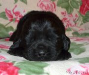 Превью фото № 242880