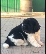 Превью фото № 242896