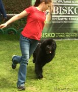 Превью фото № 242939