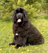 Превью фото № 242953