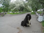 Превью фото № 242954