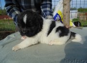 Превью фото № 243025