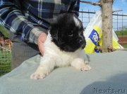 Превью фото № 243026