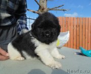 Превью фото № 243028