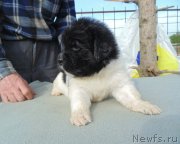 Превью фото № 243029