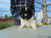 Превью фото № 243040