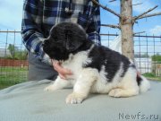 Превью фото № 243041