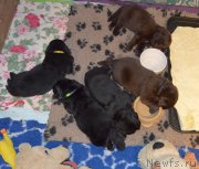 Превью фото № 243049