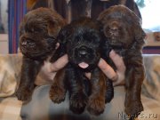 Превью фото № 243052