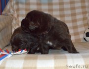 Превью фото № 243057