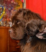 Превью фото № 243062