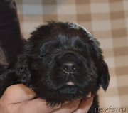 Превью фото № 243063