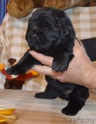 Превью фото № 243068