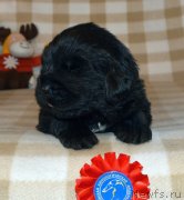 Превью фото № 243070