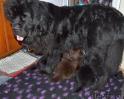 Превью фото № 243116