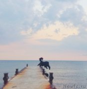 Превью фото № 243137