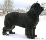 Превью фото № 24319