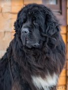 Превью фото № 243190