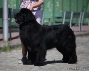 Превью фото № 243222