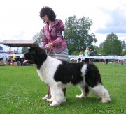 Превью фото № 243240