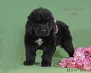 Превью фото № 243243