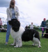 Превью фото № 243250