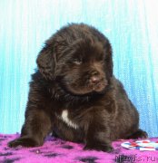 Превью фото № 243313