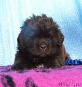 Превью фото № 243316