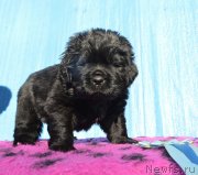 Превью фото № 243319