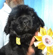 Превью фото № 243325