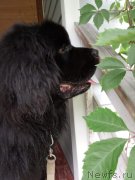 Превью фото № 243335