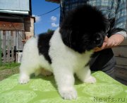 Превью фото № 243340