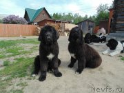 Превью фото № 243344